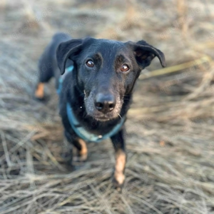 Tyson - umgänglicher Alltagsbegleiter