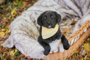 Welpe *NEO* Wer gibt mir ein Ticket ins eigene Familienleben?