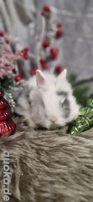 niedliche kleine Löwenkopf Zwergkaninchen Plüsch Hase