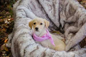 Chip-Nr. 256635 - Welpin - Ein aufgewecktes Hundemädchen