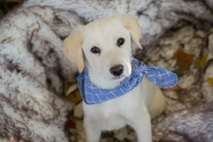 Chip-Nr. 255619 - Welpe - Ich bin welpentypisch lieb, aktiv und neugierig