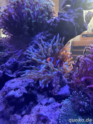 Mini Anemone Meerwasser