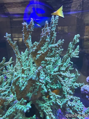 acropora grün