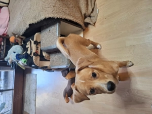 Welpe such neies zu hause