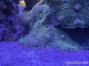 Ricordea Koralle grün