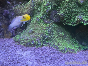 Ricordea Koralle grün Bild 2