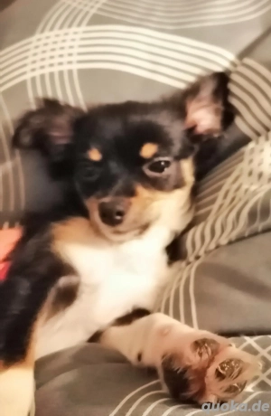 Chihuahua Hündin 