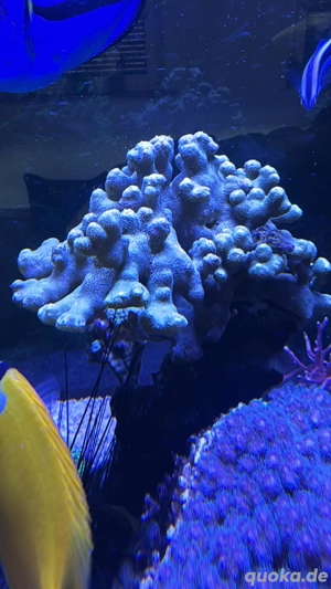 Ableger einer gelben Monti abzugeben