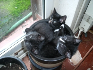 6 hübsche Katzenbabys ++ Kitten ++ 10 Wochen alt ++ in Kürze abzugeben