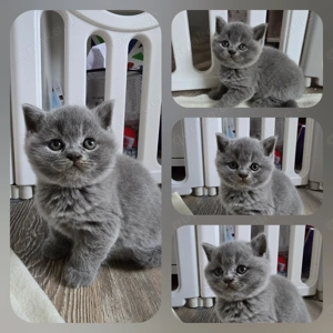 Verschmuster, typvoller Kater