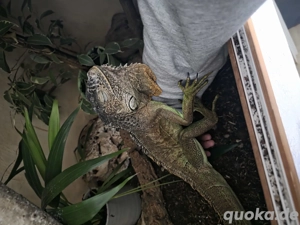 iguana grüner Leguan