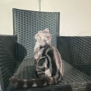 Kater black tabby Whiskas(4 Monate alt)