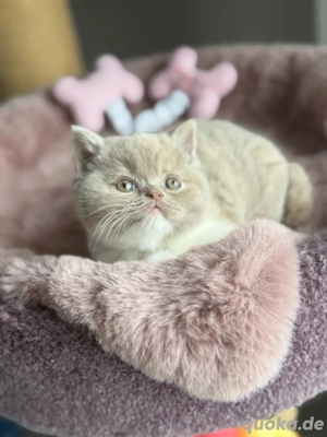 Wunderschöne BKH Kitten Bild 7