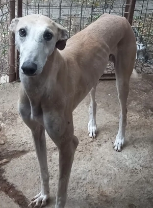 Stitch der sanfte Galgo , wartet in Bayern