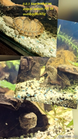 0.1 Zwerg-Moschusschildkröte Sternotherus minor minor NZ 24