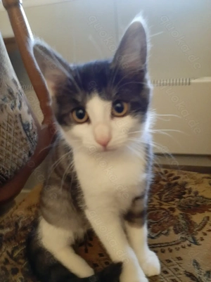 Kätzchen weiblich 3 Monate alt