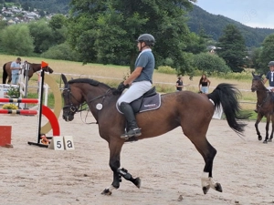 Hocherfolgreiche Amateur-Stute wegen Aufgabe des Turniersports zu verkaufen