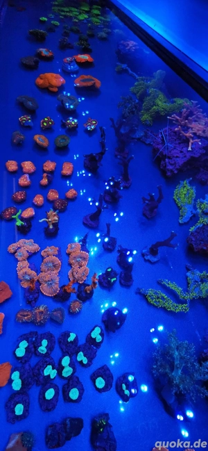 Meerwasser Ableger  SPS LPS