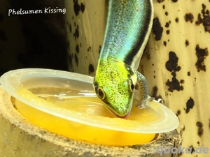 Phelsuma klemmeri Zuchtpärchen