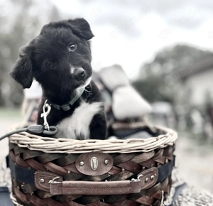 Border Colli Harzer Fuchs Welpe Rüde, Mama Border - Papa Border Harzer Fuchs