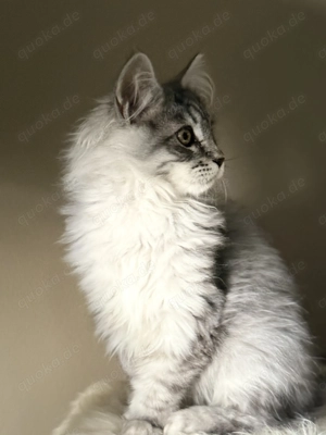 Maine Coon Kater 4 Monate alt 