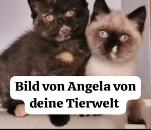 Suche Herrchen der zwei Schwestern meines Katers