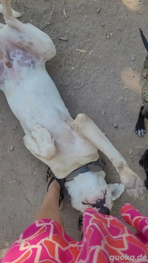 Dogo Argentino sucht Platz