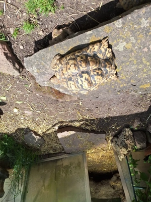 Pantherschildkröten Stigmochelys pardalis backoki