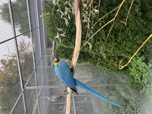 Gelbbrustara Naturbrut 2025