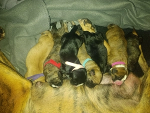 Labrador Boxer welpen