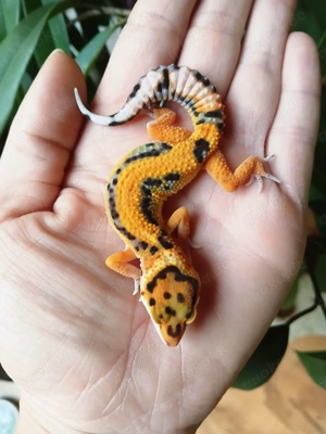 Verschiedene Leopardgecko's Eublepharis macularius NZ 25
