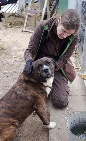 Bambo, z. Zt. in Ungarn, ist ein ganz sympathischer Hund Bild 3