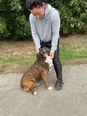 Bambo, z. Zt. in Ungarn, ist ein ganz sympathischer Hund Bild 8