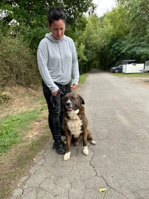 Bambo, z. Zt. in Ungarn, ist ein ganz sympathischer Hund Bild 9