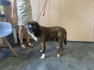 Bambo, z. Zt. in Ungarn, ist ein ganz sympathischer Hund Bild 6