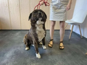 Bambo, z. Zt. in Ungarn, ist ein ganz sympathischer Hund Bild 7