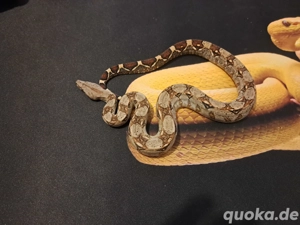 Boa imperator Männchen  ENZ 25