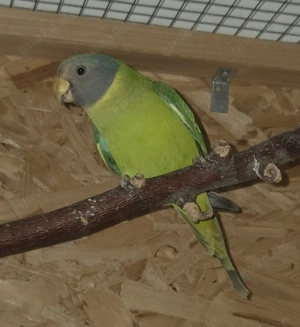 Pflaumenkopfsittich männlich