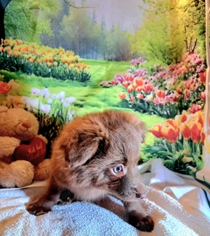 Entzückende Bolonka Zwetna Welpen, Rüden Bild 3