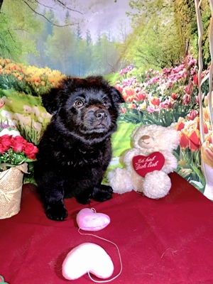 Entzückende Bolonka Zwetna Welpen, Rüden Bild 6