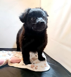 Entzückende Bolonka Zwetna Welpen, Rüden