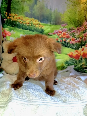 Entzückende Bolonka Zwetna Welpen, Rüden Bild 4