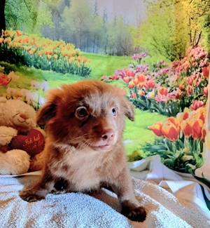 Entzückende Bolonka Zwetna Welpen, Rüden Bild 5