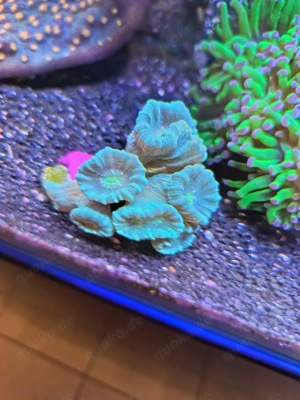 Flötenkoralle Mint Green 