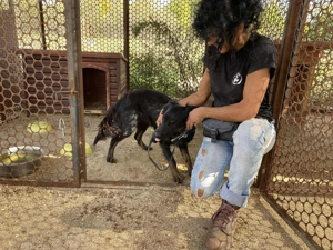 Lecsö, z. Zt. in Ungarn, ist ein typischer Welpe. Bild 7