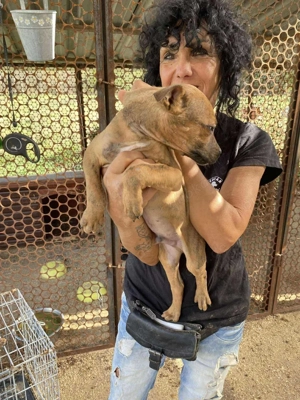 Lecsö, z. Zt. in Ungarn, ist ein typischer Welpe. Bild 6