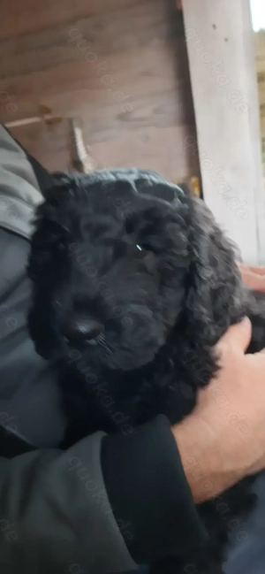  Schnoodle = Riesenschnauzer - Mittelpudel geb. am 28.08.2025 aus Niedersachsen  