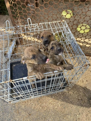 Lecsö, z. Zt. in Ungarn, ist ein typischer Welpe. Bild 8