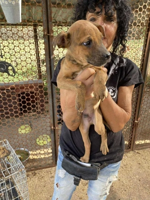 Lecsö, z. Zt. in Ungarn, ist ein typischer Welpe. Bild 5