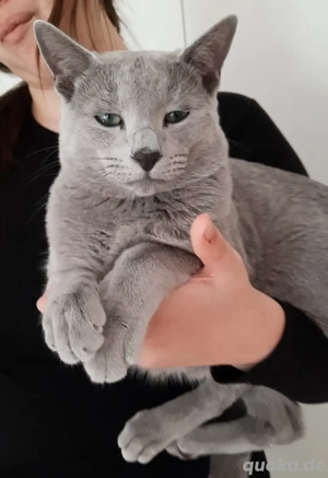 Russisch Blau Deckkater